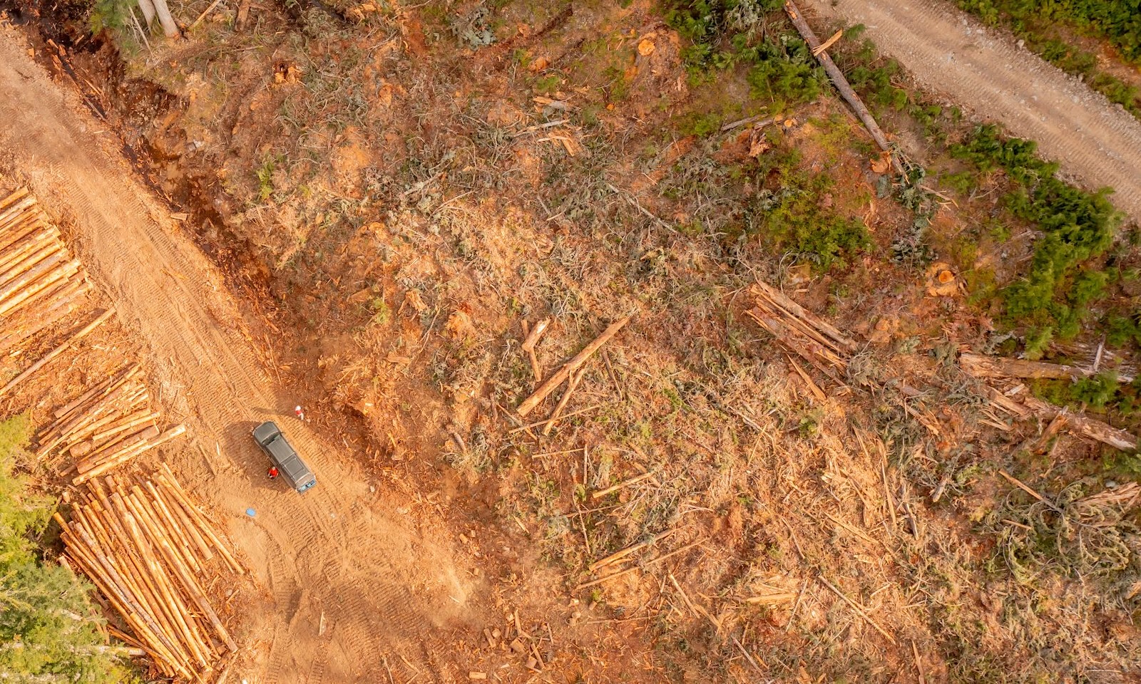 An aerial view of clearcut old-growth forest near Fire Lake.