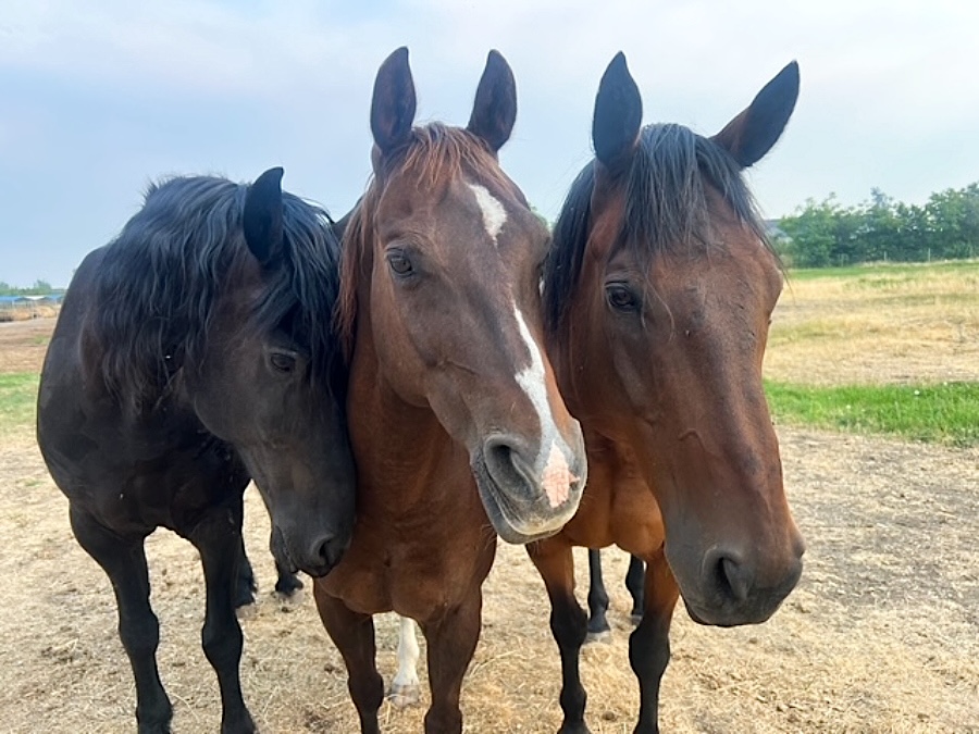 The faces of three large horses.