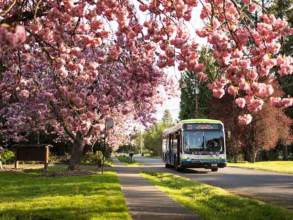 A white, blue and green Intercity Transit bus drives on a quiet road. The photo is taken underneath a blooming tree. It is the No. 21 bus. 