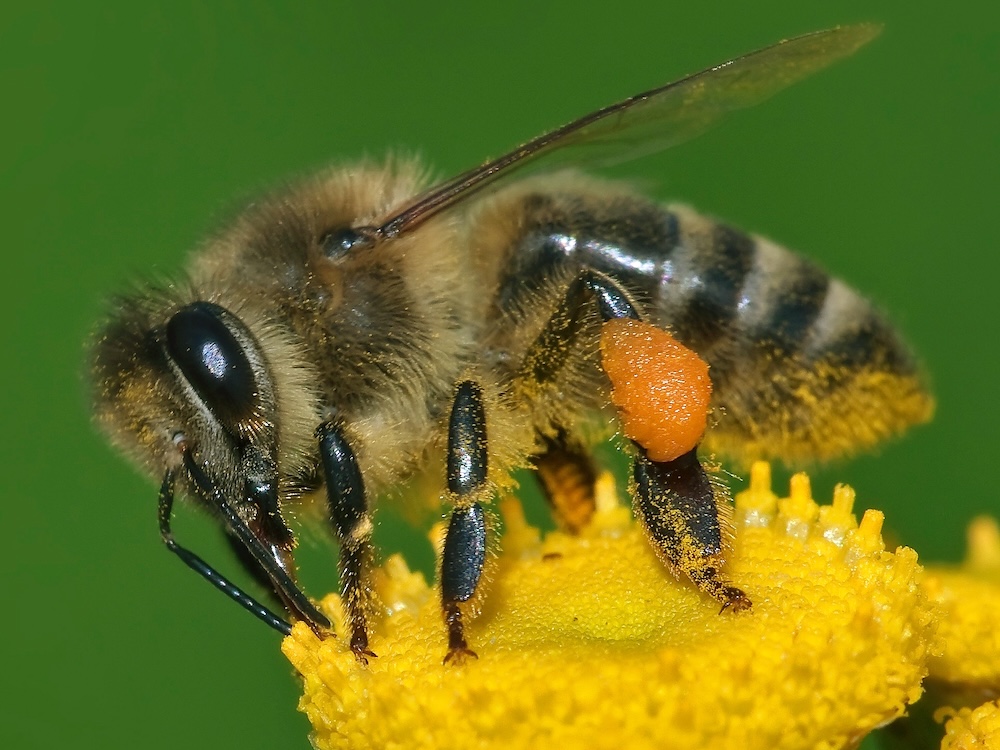 Close-up of a honeybee, its legs and underside coated with yellow pollen.
