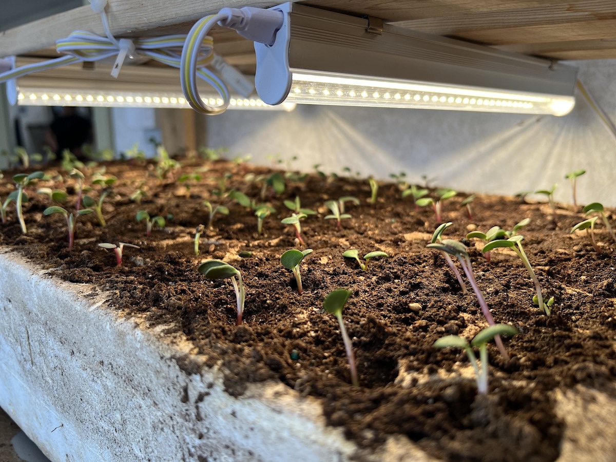 Underneath a heat lamp at the Nupqu nursery, dozens of plants emerge from the dirt on a tray. 