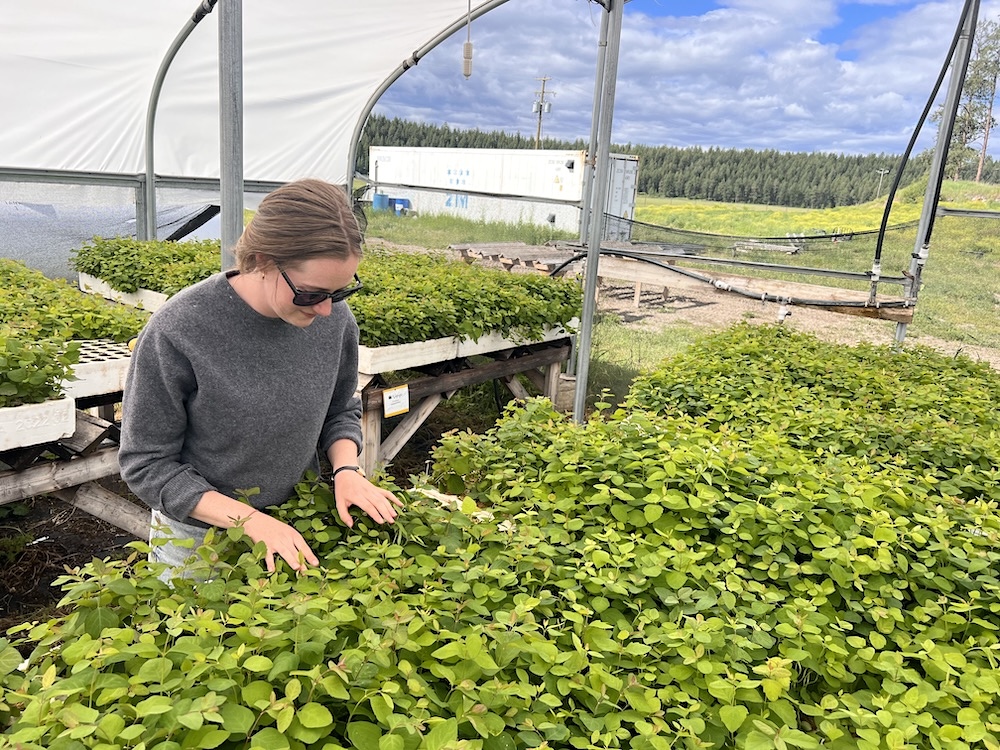 A woman holds her hands overtop a group of green plants on a tray. There are multiple other trays around her. A valley and trees are in the distance.