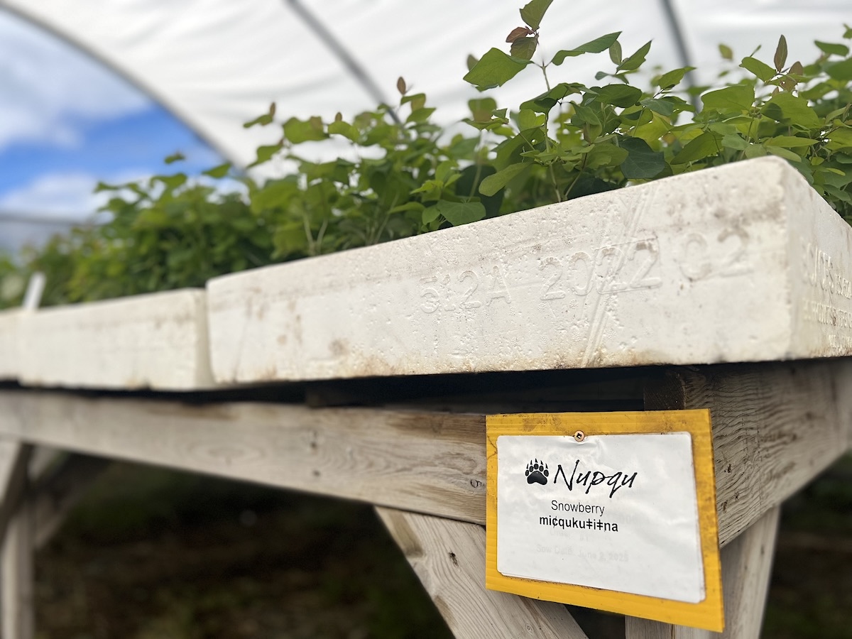 Snowberry plants grow on a tray inside a greenhouse. A label has the name &lsquo;snowberry&rsquo; in English above the plant&rsquo;s Ktunaxa name. 